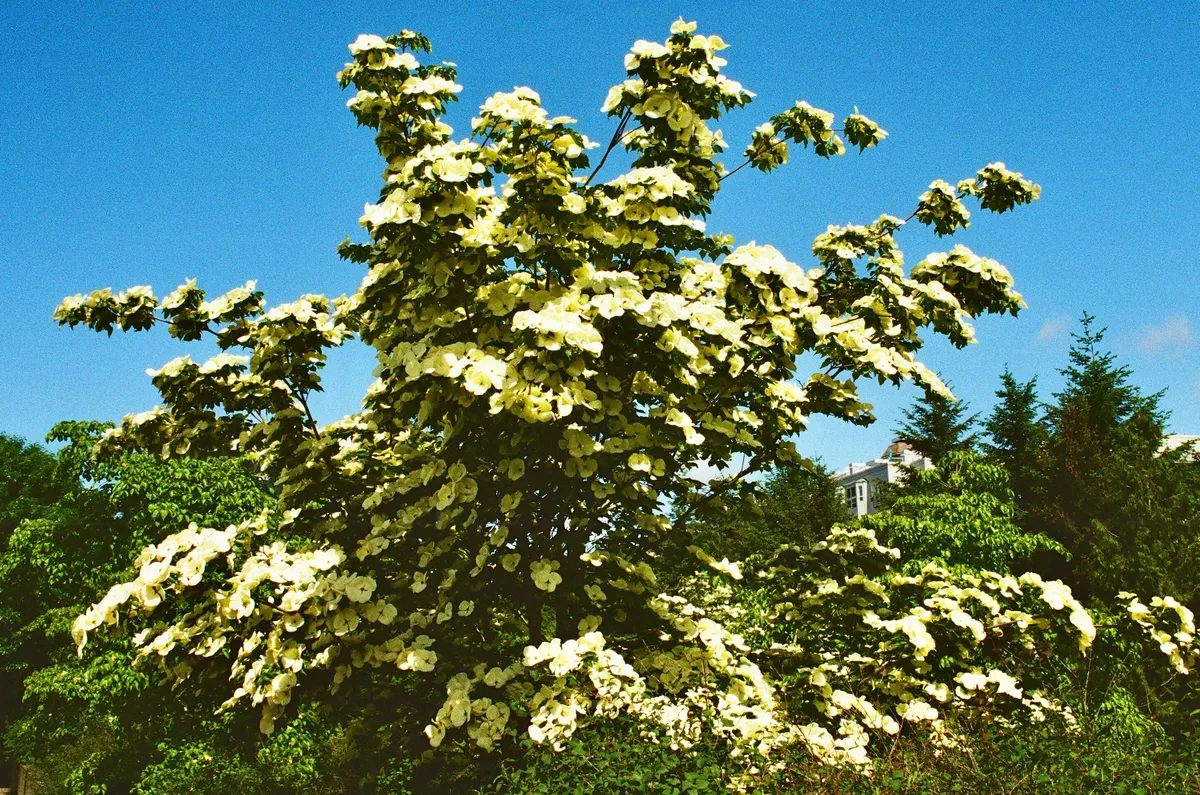 A flowering tree with white blossoms against a blue sky in Seattle