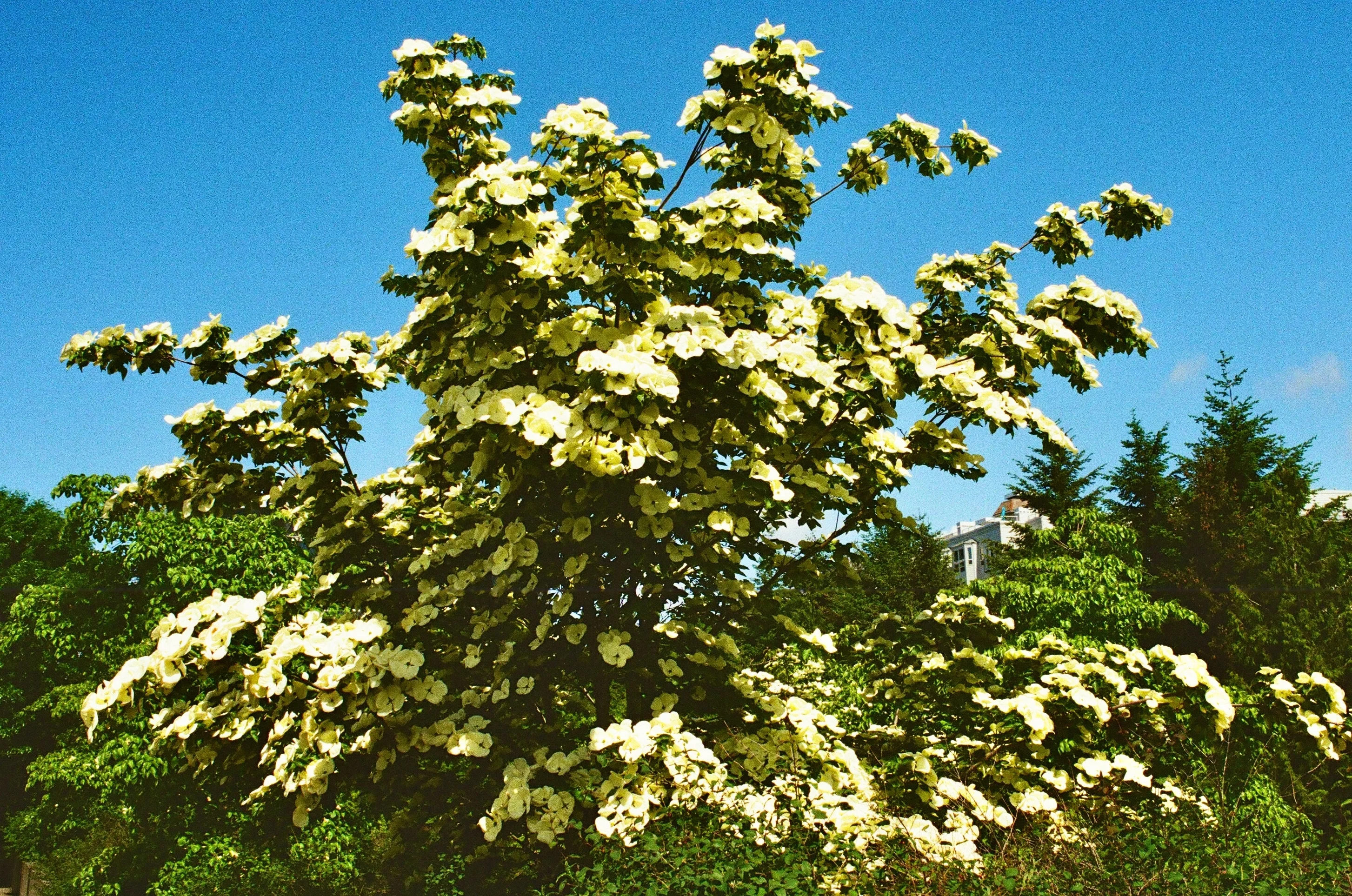 A flowering tree with white blossoms against a blue sky in Seattle