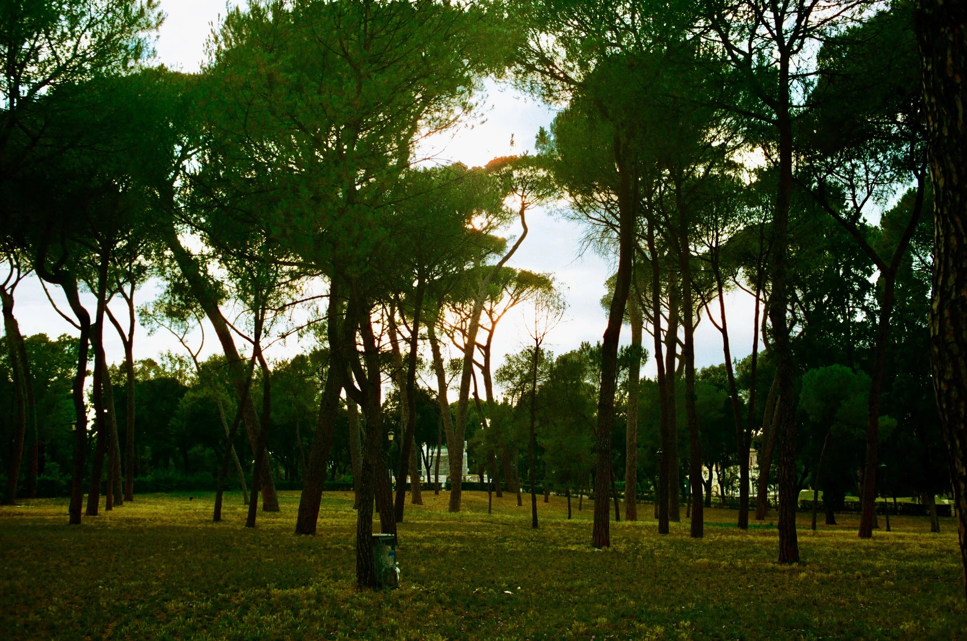 Umbrella pines casting shade across a grassy park in Rome