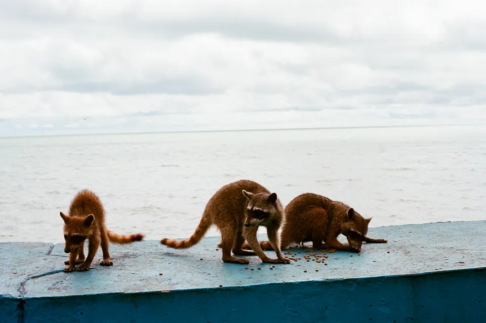 Monkeys gathered on a ledge beside the water in Panama City