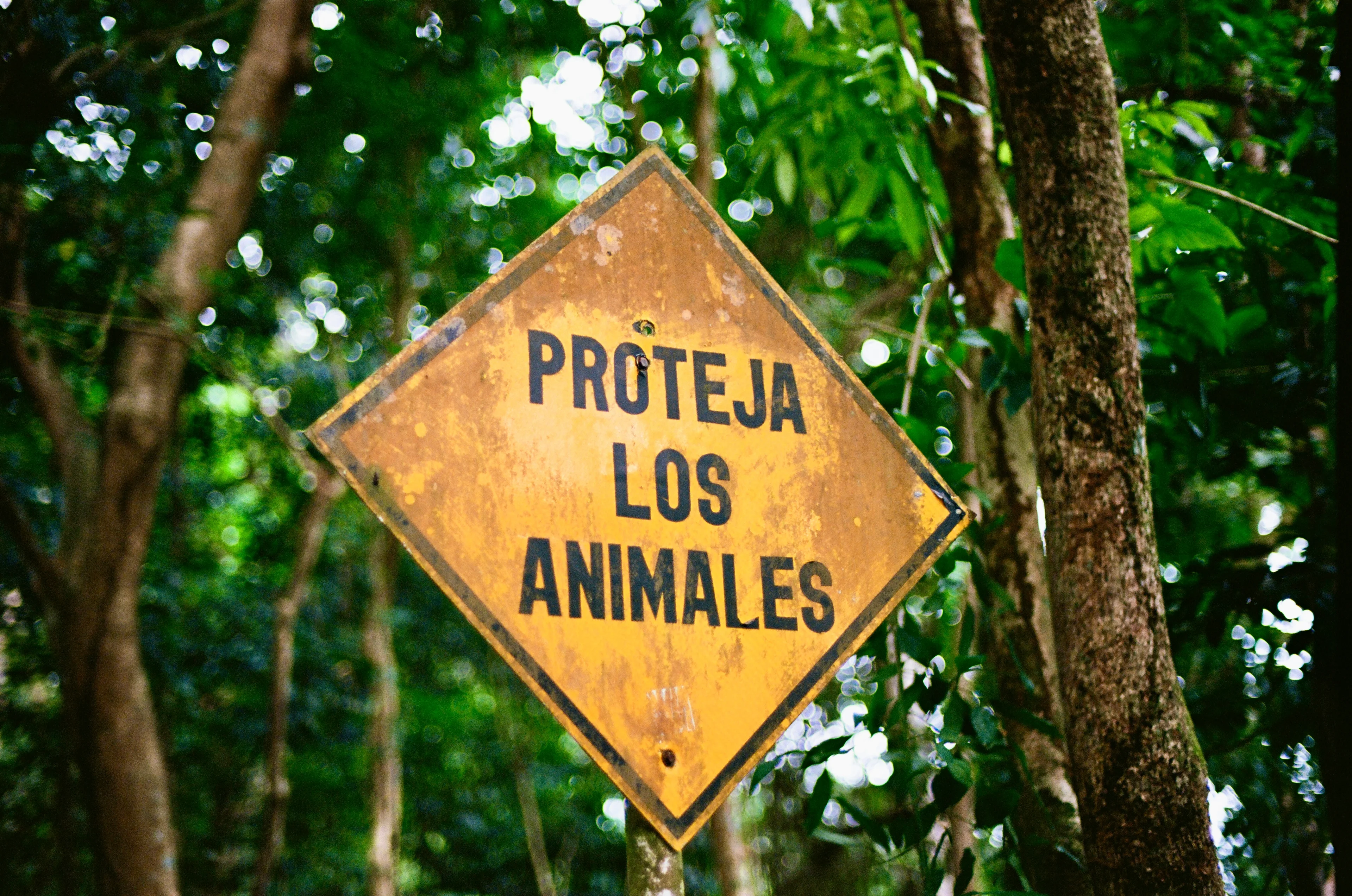 A yellow Proteja los Animales sign surrounded by green foliage in Panama City