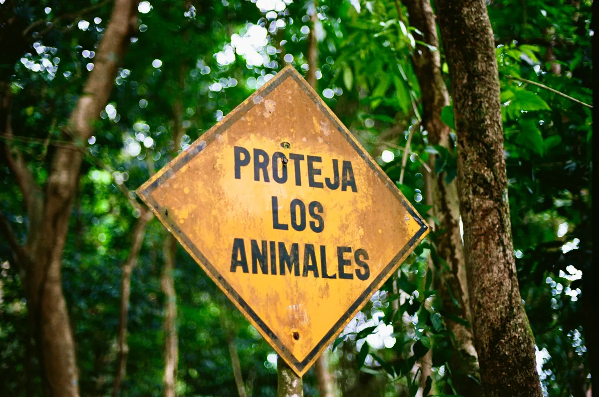 A yellow Proteja los Animales sign surrounded by green foliage in Panama City
