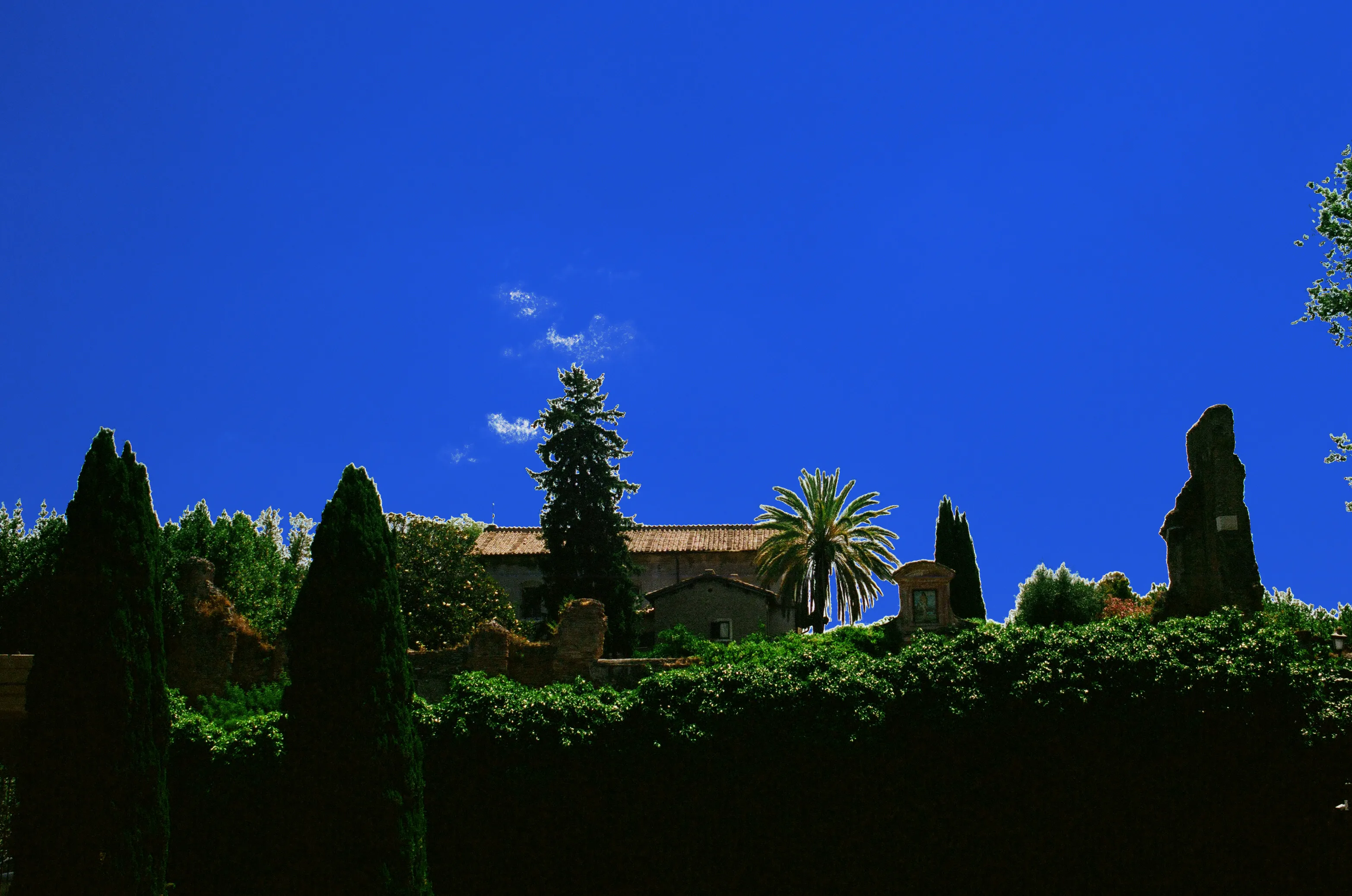Elliot's film photograph of cypress trees, a palm, and a terracotta roof in Rome.